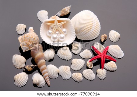 Seashell collection . treasure from the sea