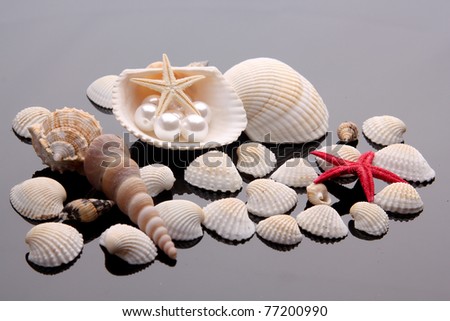 Seashell collection . treasure from the sea