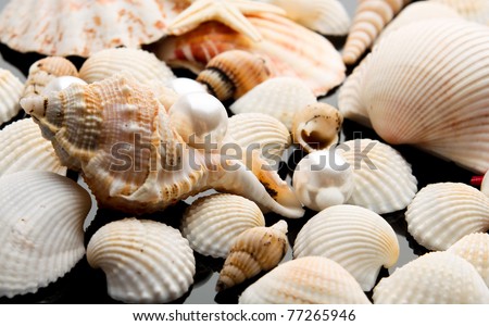 pearl on the seashell . The exotic sea shell . treasure from the sea .