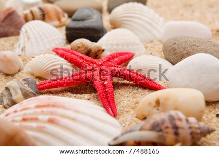 pearl on the seashell . The exotic sea shell . treasure from the sea