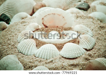 sea pearl in shells on sand . The exotic sea shell . treasure from the sea