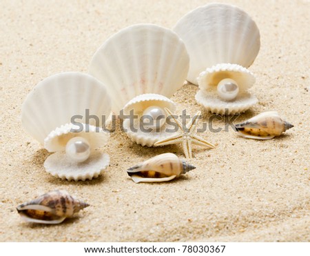 pearl on the seashell . The exotic sea shell . treasure from the sea