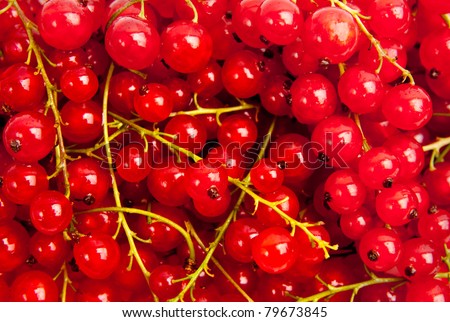 berries of a red currant. Red currant berry close up colorful fruit background