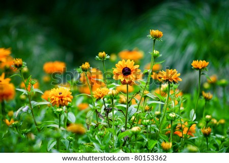 Wild Flowers . Many yellow wild flowers in a field