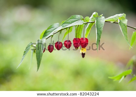 Abutilon Megapotamicum. Brazilian Bell Flower. Stock Photo 82043224