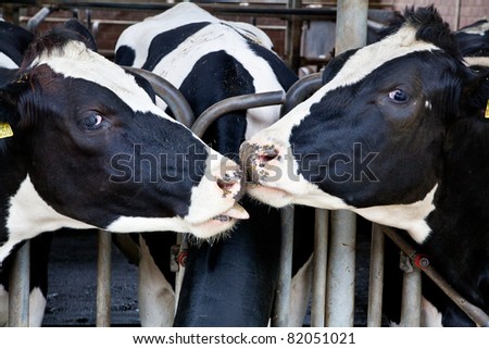 The dairy cows life in a farm. animal cow farm.