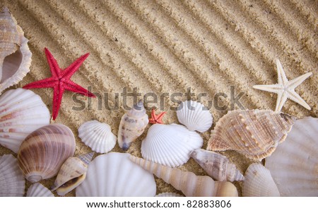 sea shells with sand. starfish in the beach.The exotic sea shell . treasure from the sea.
