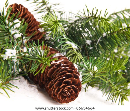 pine cones with pine branches. Cone and christmas tree isolated on white.
