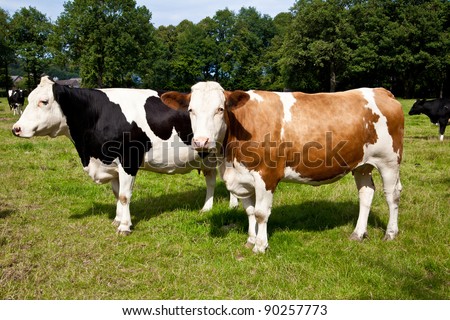 Cow Stock