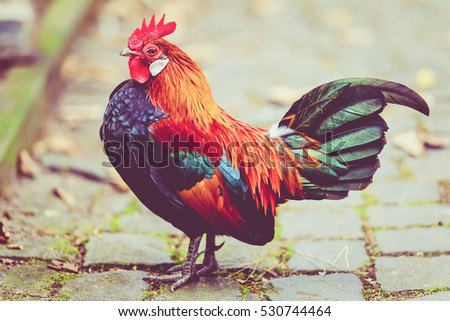 Rooster. Cock in Vintage  style