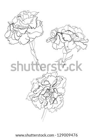Carnation Flower Drawing On White Background Stock Photo 129009476