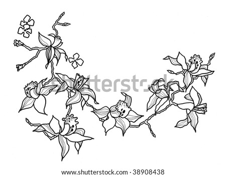 black and white orchid drawing. stock photo : drawing orchid