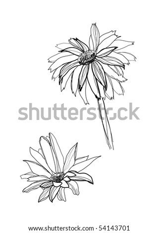 stock vector gerbera flower drawing on white background
