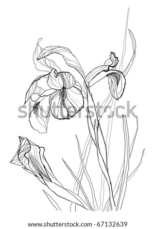 Iris Flower on Iris Flower Drawing On White Background Stock Vector 67132639