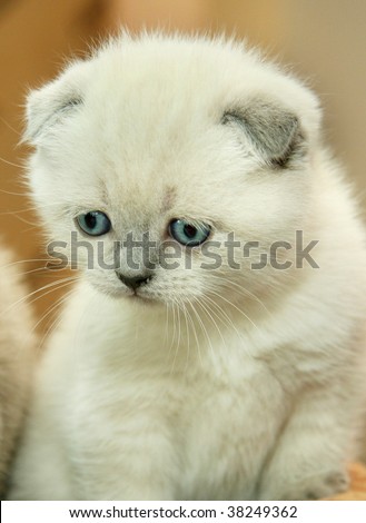 sad little white lop-eared cat