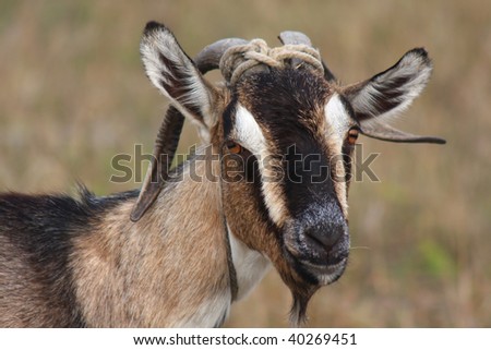 Funny Goat Head