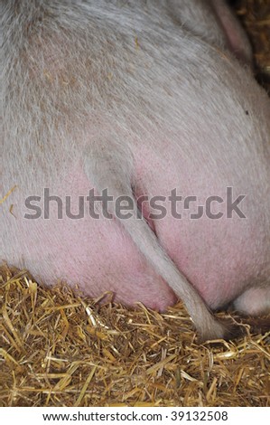 Pig Butt sitting in hey.