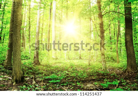 Beautiful morning green forest