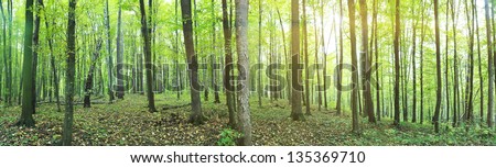 Panorama of a green summer forest