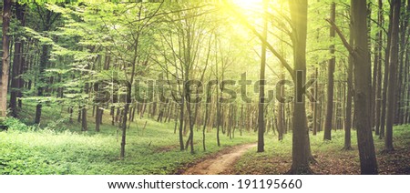 Beautiful nature at morning in the misty spring forest with sun rays