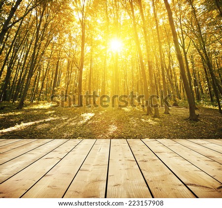 Beautiful morning in the misty autumn forest with sun rays