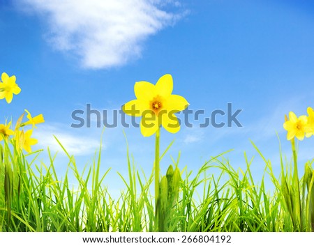 Fresh spring green grass  and flowers on sky background