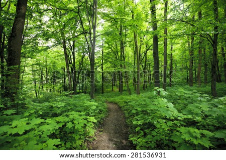 Beautiful morning green forest