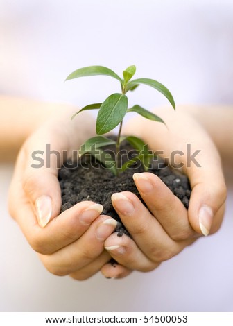 One plant in female hands on white background