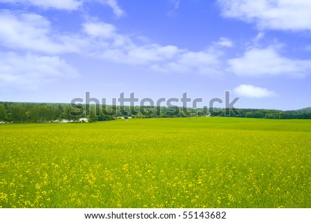Large beautiful spring the field with a distant kind on a forest