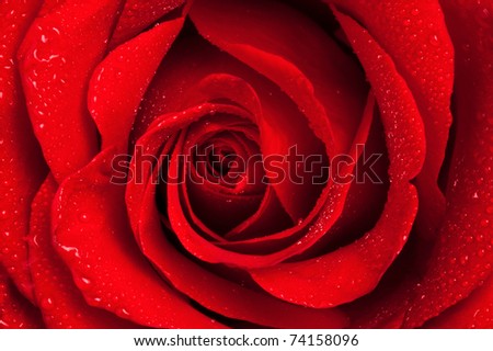 Close-up view of beatiful dark red rose with water drop