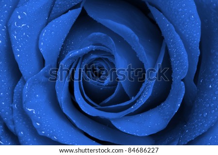 Close-up view of beautiful dark blue rose with water drop