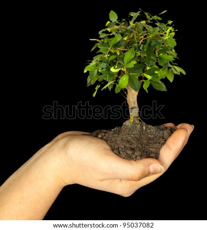 One plant in female hand on black background