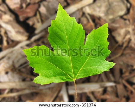 A photo of a leaf falling off a tree