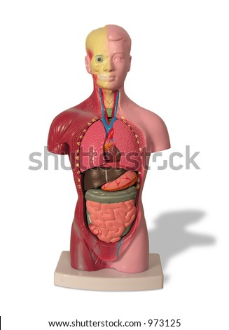 stock photo : A photo of a model showing the internal organs of the body