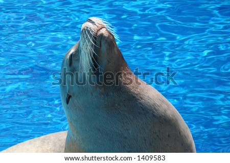 Seal lion basking in the sunlight