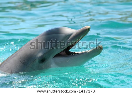 Cute dolphin waiting to be fed
