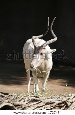 Addax Antelope