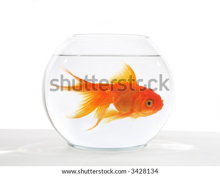 goldfish bowl clipart. stock photo : A large goldfish