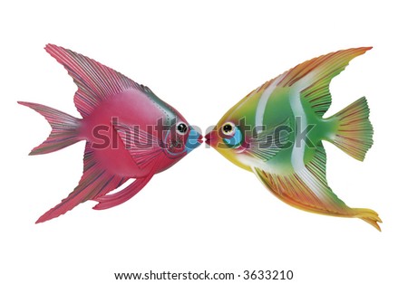 kissing fish. Two colorful fish kissing