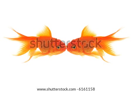 Two Goldfish Kissing