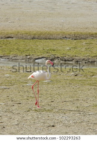 A beautiful flamingo on the sea bed during low tide