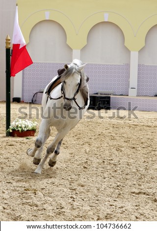 A white stallion performing in sand arena