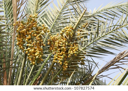 Date palm branches supporting clusters of dates