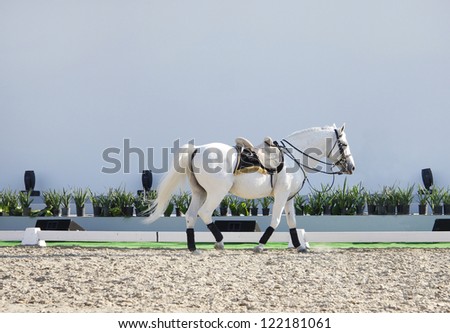 A beautiful white horse  in sand arena