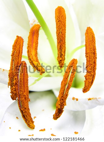 A macro of anthers with pollen grains of Madonna lily