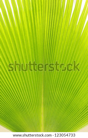 Beautiful ridge textured green leaf canopy background