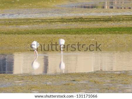 Flamingos with bill inside water