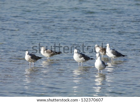 Seagulls with rising water after low tide