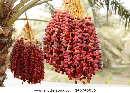 Clusters of red dates with selective focus