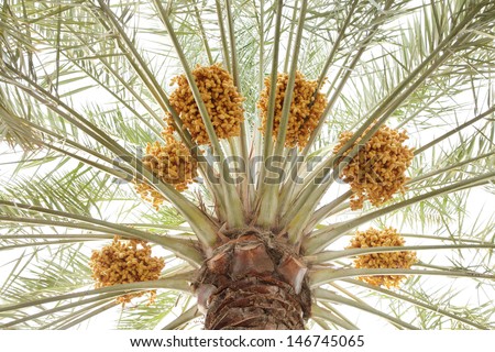 Beautiful branching out dates tree with yellow clusters